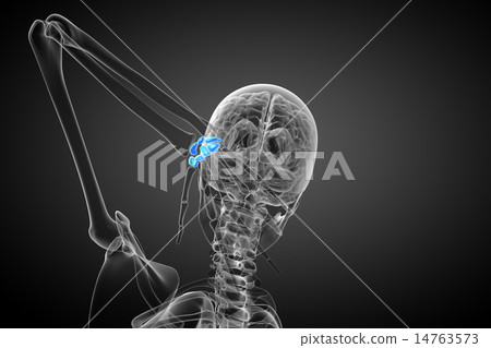 3d rendered illustration of the human carpal bones 3d rendered illustration of the human carpal bones 14763573