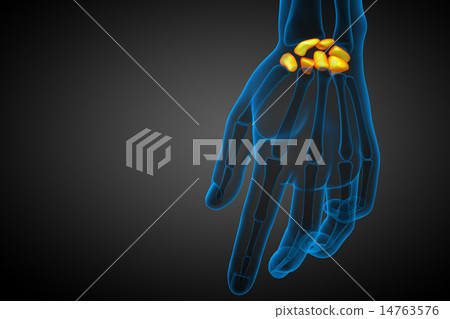3d rendered illustration of the human carpal bones 3d rendered illustration of the human carpal bones 14763576