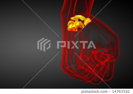 3d rendered illustration of the human carpal bones 3d rendered illustration of the human carpal bones 14763582