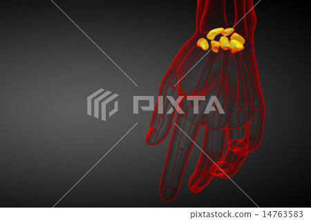 3d rendered illustration of the human carpal bones 3d rendered illustration of the human carpal bones 14763583