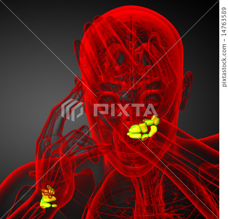 3d rendered illustration of the human carpal bones 3d rendered illustration of the human carpal bones 14763589
