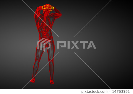 3d rendered illustration of the human carpal bones 3d rendered illustration of the human carpal bones 14763591
