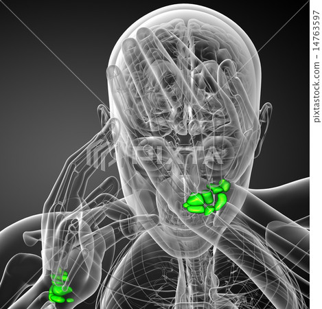 3d rendered illustration of the human carpal bones 3d rendered illustration of the human carpal bones 14763597