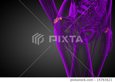 3d rendered illustration of the human carpal bones 14763621