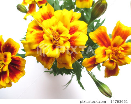 兩種顏色萬壽菊花 14763661