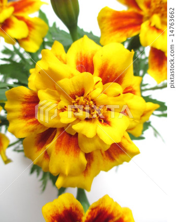 兩種顏色萬壽菊花 14763662