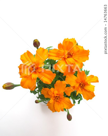 橙色萬壽菊花 14763663