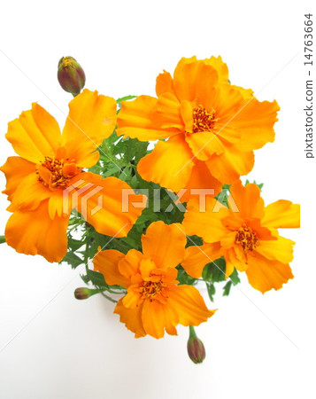 橙色萬壽菊花 14763664