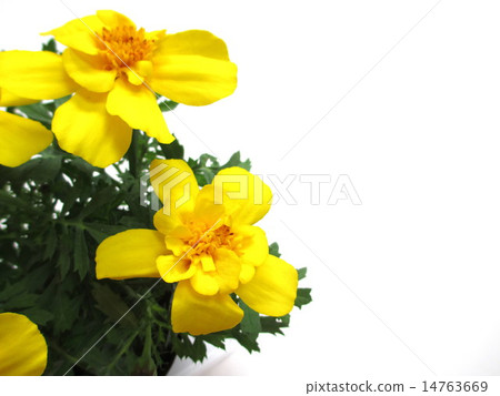 黃色萬壽菊花 14763669