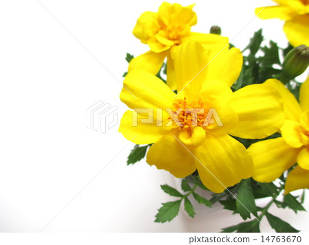 黃色萬壽菊花 14763670