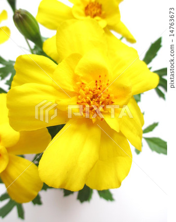 Yellow marigold flowers 14763673