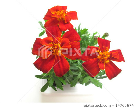 紅色萬壽菊花 紅色萬壽菊花 14763674