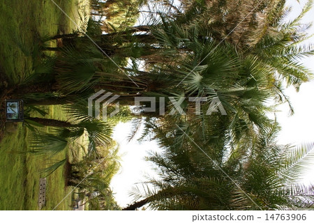 棕櫚樹 14763906