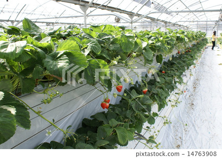 Strawberry picking 14763908