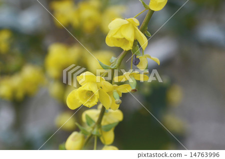 Heiraginanten 14763996