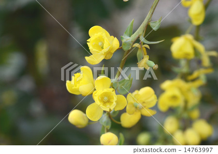 粳稻十大功勞 14763997