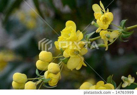 粳稻十大功勞 粳稻十大功勞 14763999