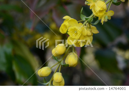 Heiraginanten 14764001