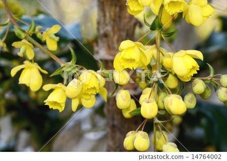 粳稻十大功勞 粳稻十大功勞 14764002