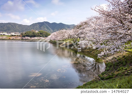 Tachioka Nature Park 900 scenery nationwide cherry blossoms 14764027