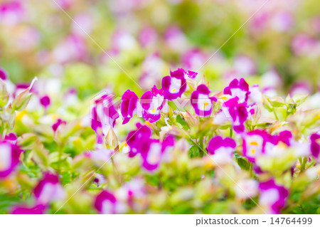 Torenia,Wishbone flower 14764499