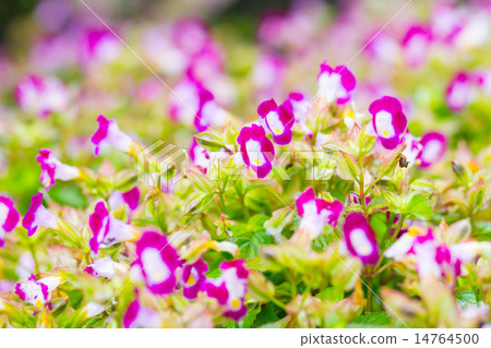 Torenia,Wishbone flower 14764500