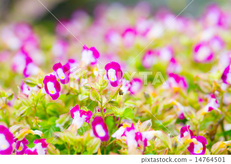 Torenia,Wishbone flower 14764501