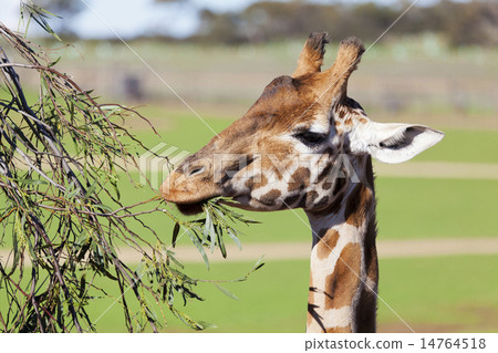 Stock Photo: Giraffe reaching high to eat leaves