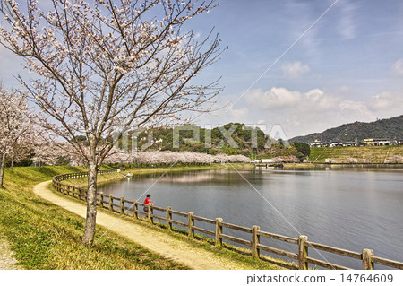 Tachioka自然公園900風景全國櫻花 Tachioka自然公園900風景全國櫻花 14764609