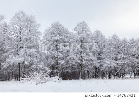 Landscape with snow covered trees Landscape with snow covered trees 14768421