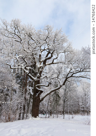 Old oak tree in winter park 14768422