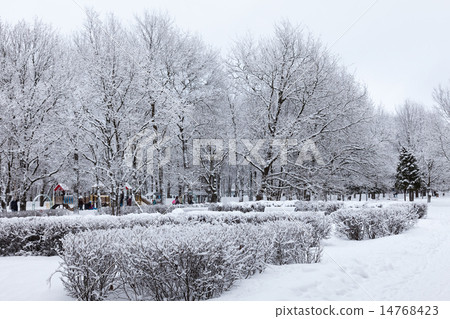 Snowy winter park Snowy winter park 14768423