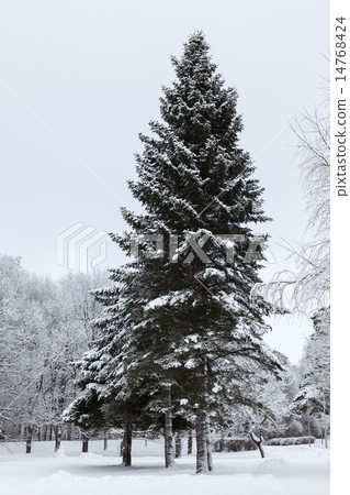 Big old fir in winter park Big old fir in winter park 14768424