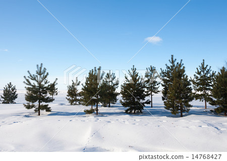 Young pines in the snow Young pines in the snow 14768427
