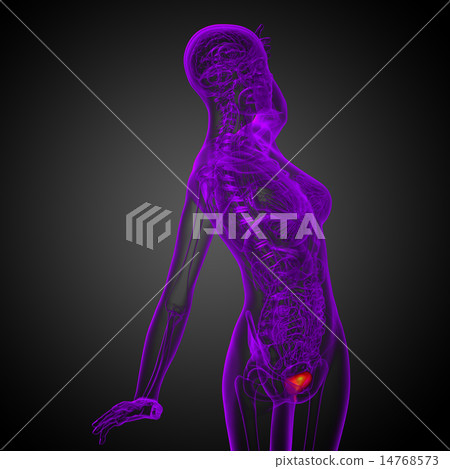 3d render medical illustration of the bladder 3d render medical illustration of the bladder 14768573