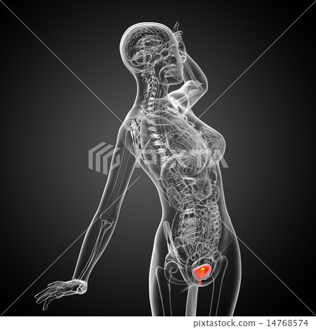 3d render medical illustration of the bladder 3d render medical illustration of the bladder 14768574