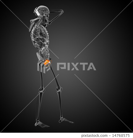 3d render medical illustration of the bladder 3d render medical illustration of the bladder 14768575