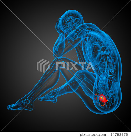 3d render medical illustration of the bladder 3d render medical illustration of the bladder 14768576