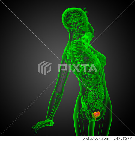 3d render medical illustration of the bladder 14768577