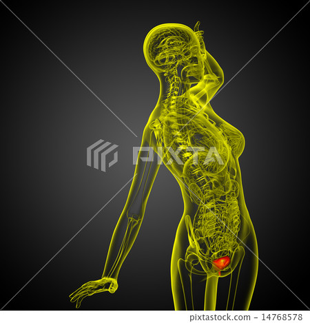 3d render medical illustration of the bladder 14768578