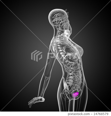 3d render medical illustration of the bladder 3d render medical illustration of the bladder 14768579