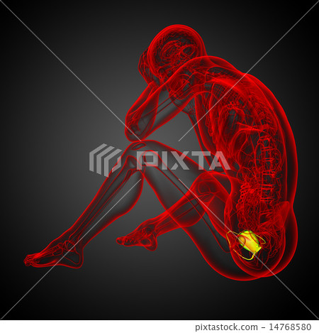 3d render medical illustration of the bladder 3d render medical illustration of the bladder 14768580