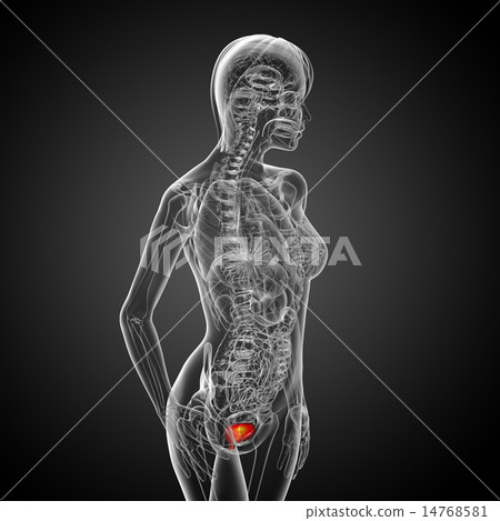 3d render medical illustration of the bladder 3d render medical illustration of the bladder 14768581