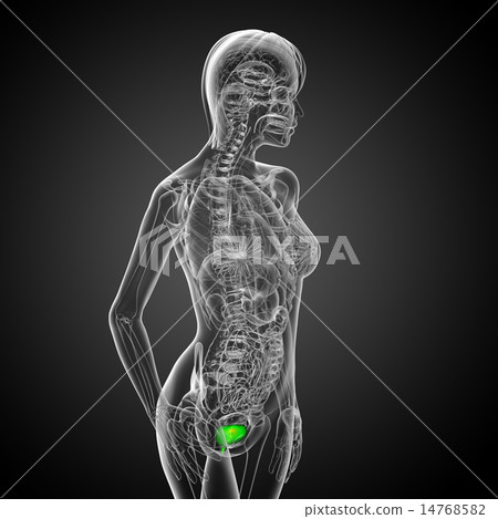 3d render medical illustration of the bladder 3d render medical illustration of the bladder 14768582