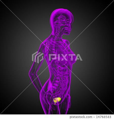 3d render medical illustration of the bladder 3d render medical illustration of the bladder 14768583