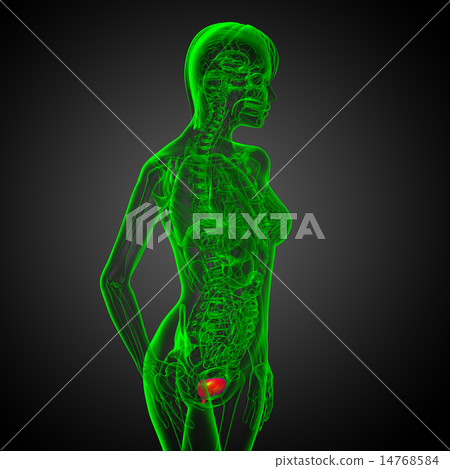 3d render medical illustration of the bladder 14768584