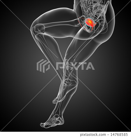 3d render medical illustration of the bladder 14768585