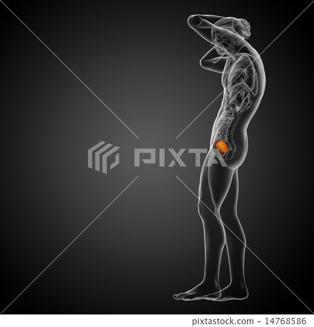 3d render medical illustration of the bladder 3d render medical illustration of the bladder 14768586