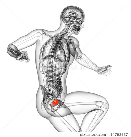 3d render medical illustration of the bladder 3d render medical illustration of the bladder 14768587