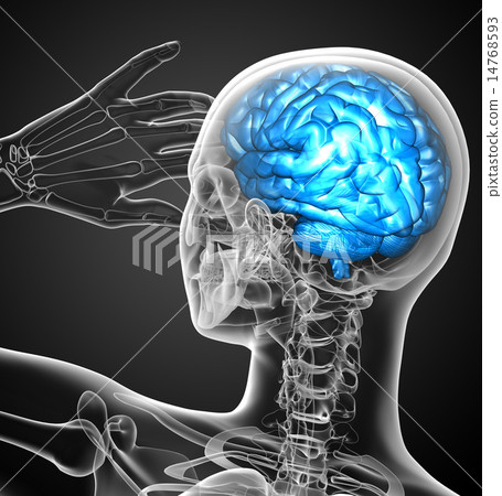 3d render medical illustration of the brain 3d render medical illustration of the brain 14768593